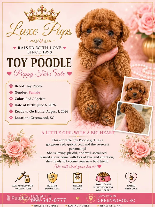 tiny red girl – Poodle - Toy  puppy for sale in Waterloo, SC