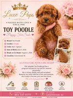 tiny red girl, a female Poodle - Toy  for sale in Waterloo, SC – 1 of 3