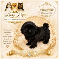 Timmy, a male Shih Tzu for sale in Waterloo, SC – 1 of 1