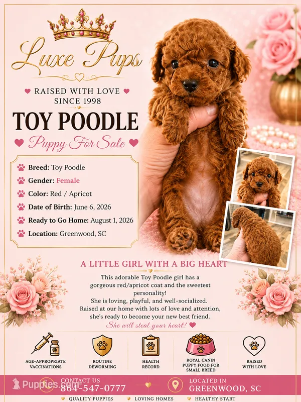 red girl 3 – Poodle - Toy  puppy for sale in Waterloo, SC