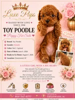 red girl 3, a female Poodle - Toy  for sale in Waterloo, SC – 1 of 3