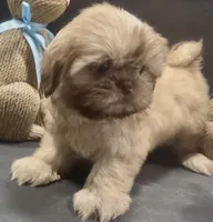 Chocolate boy 2, a male Shih Tzu for sale in Waterloo, SC – Photo 1 of 5