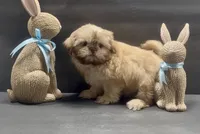 Chocolate boy 2, a male Shih Tzu for sale in Waterloo, SC – Photo 5 of 5