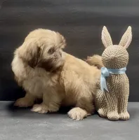 Chocolate boy 2, a male Shih Tzu for sale in Waterloo, SC – Photo 4 of 5