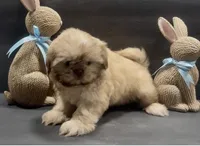 Chocolate boy 2, a male Shih Tzu for sale in Waterloo, SC – Photo 3 of 5