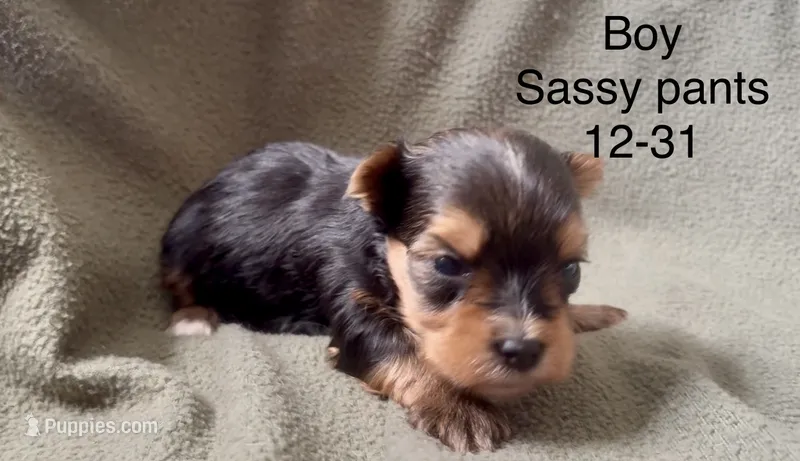 Black and Tan boy Biewer