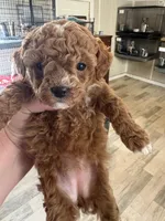 red wh girl, a female Poodle - Toy  for sale in Waterloo, SC – 2 of 3