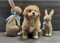 Boy 2 maltipoo, a male Maltipoo for sale in Waterloo, SC – Photo 3 of 3