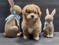 Boy 2 maltipoo, a male Maltipoo for sale in Waterloo, SC – Photo 2 of 3