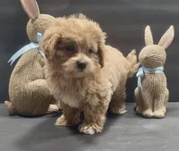 Boy 2 maltipoo, a male Maltipoo for sale in Waterloo, SC – Photo 1 of 3