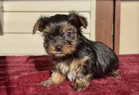 kimmy girl 2, a female Biewer for sale in Waterloo, SC – Photo 3 of 3