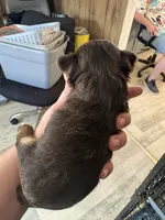 blk and tan biewer male, a male Biewer for sale in Waterloo, SC – 3 of 3