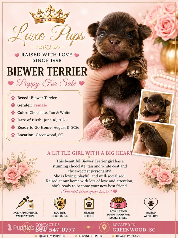 Choc Biewer Female – Biewer puppy for sale in Waterloo, SC