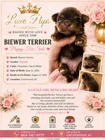 Choc Biewer Female, a female Biewer for sale in Waterloo, SC – 1 of 3