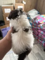 choc wh parti toy poodle, a male Poodle - Toy  for sale in Waterloo, SC – 3 of 3