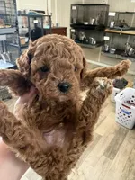 red boy, a male Poodle - Toy  for sale in Waterloo, SC – 3 of 3