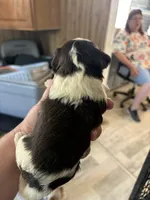 tricolor biewer girl, a male Biewer for sale in Waterloo, SC – 2 of 3