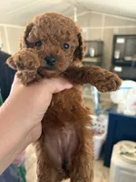 tiny red girl, a female Poodle - Toy  for sale in Waterloo, SC – 2 of 3