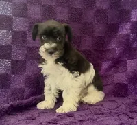 Boy 3, a male Miniature Schnauzer for sale in Waterloo, SC – Photo 4 of 4