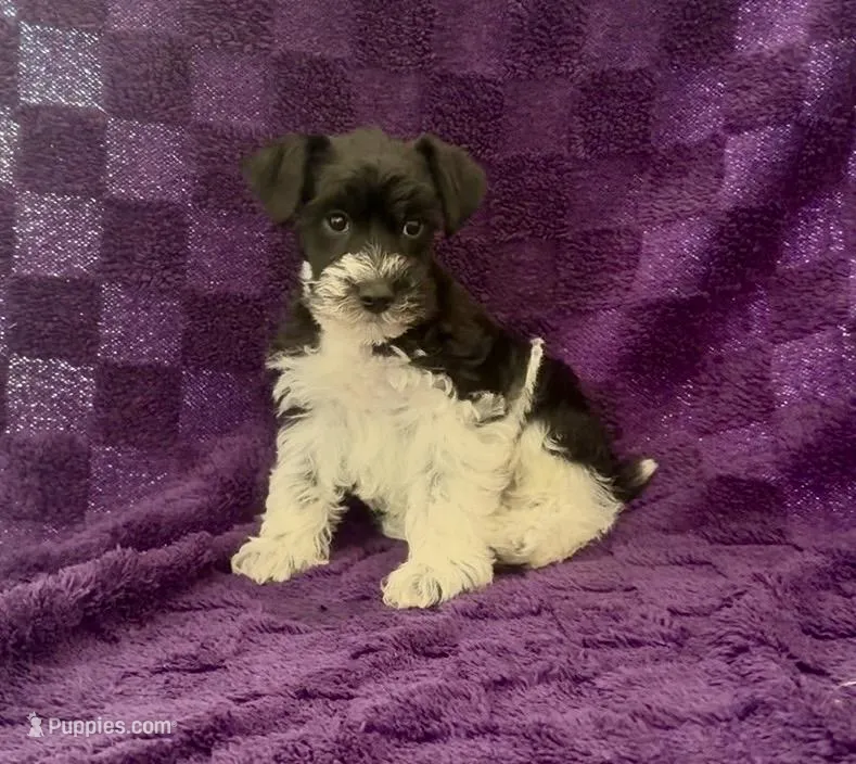 Boy 3 – Miniature Schnauzer puppy for sale in Waterloo, SC