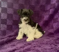 Boy 3, a male Miniature Schnauzer for sale in Waterloo, SC – Photo 1 of 4