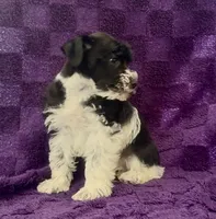 Boy 3, a male Miniature Schnauzer for sale in Waterloo, SC – Photo 3 of 4