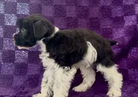 Boy 3, a male Miniature Schnauzer for sale in Waterloo, SC – Photo 2 of 4