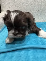 Boy, a male Shih Tzu for sale in Waterloo, SC – 1 of 2