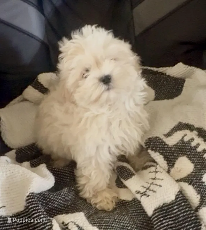 Maltese 2 – Maltese puppy for sale in Waterloo, SC