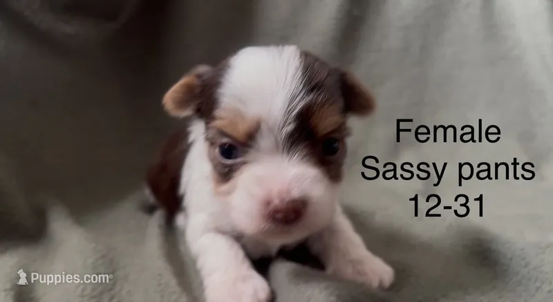 Tricolor Girl 2 Biewer