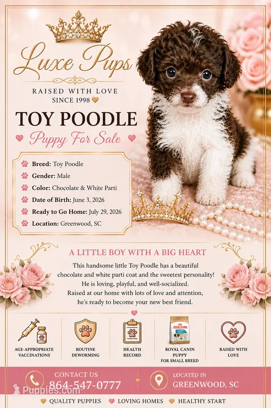 choc wh parti toy poodle – Poodle - Toy  puppy for sale in Waterloo, SC