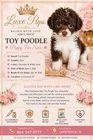 choc wh parti toy poodle, a male Poodle - Toy  for sale in Waterloo, SC – 1 of 3