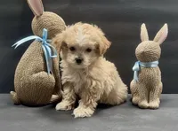 Girl 3 maltipoo, a female Maltipoo for sale in Waterloo, SC – Photo 3 of 3