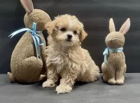 Girl 3 maltipoo, a female Maltipoo for sale in Waterloo, SC – Photo 2 of 3