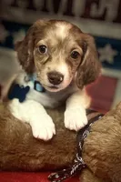 Miller, a male Miniature Dachshund for sale in Hooks, TX – 2 of 4