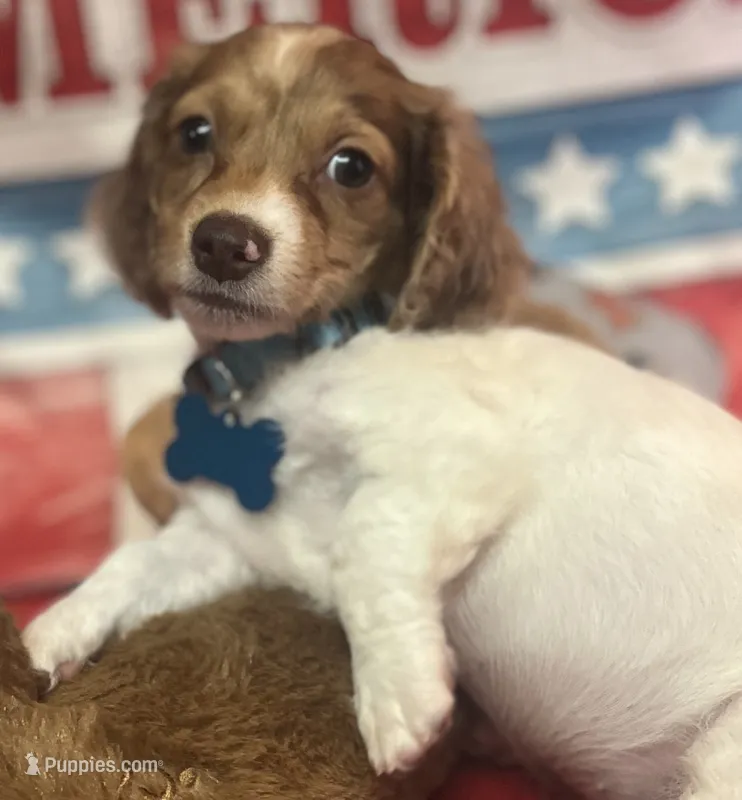 Miller – Miniature Dachshund puppy for sale in Hooks, TX