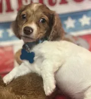 Miller, a male Miniature Dachshund for sale in Hooks, TX – 1 of 4
