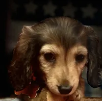 Moses, a male Miniature Dachshund for sale in Hooks, TX – 2 of 7