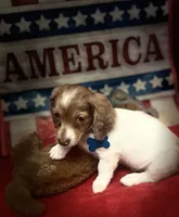 Miller, a male Miniature Dachshund for sale in Hooks, TX – 3 of 4