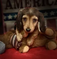 Moses, a male Miniature Dachshund for sale in Hooks, TX – 6 of 7