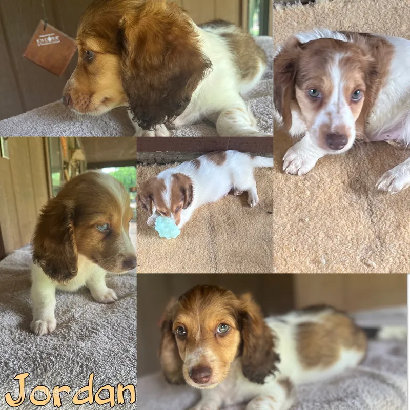 Jordan – Miniature Dachshund puppy for sale in Hooks, TX