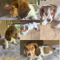 Jordan, a male Miniature Dachshund for sale in Hooks, TX – 1 of 1