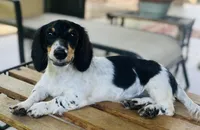 Rick, a male Miniature Dachshund for sale in Hooks, TX – 4 of 6