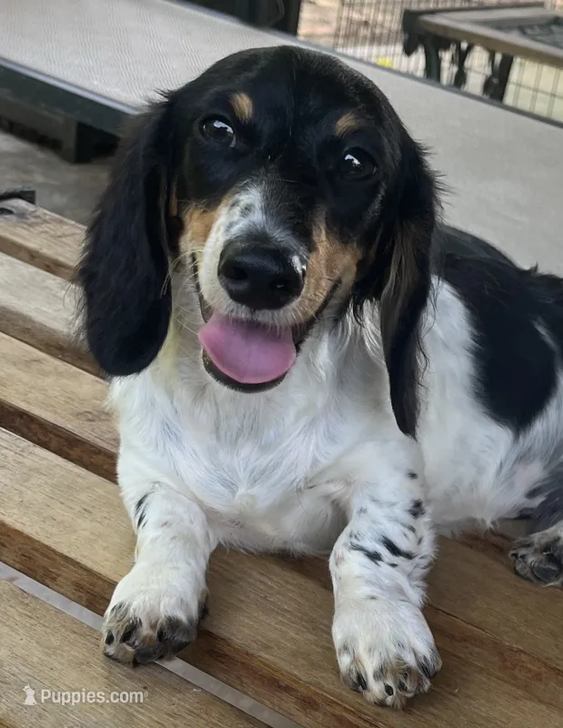Rick – Miniature Dachshund puppy for sale in Hooks, TX