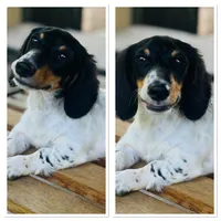 Rick, a male Miniature Dachshund for sale in Hooks, TX – 5 of 6