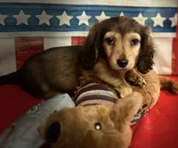 Moses, a male Miniature Dachshund for sale in Hooks, TX – 3 of 7