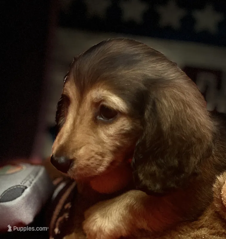 Moses – Miniature Dachshund puppy for sale in Hooks, TX