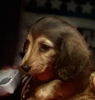 Moses, a male Miniature Dachshund for sale in Hooks, TX – 1 of 7
