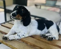 Rick, a male Miniature Dachshund for sale in Hooks, TX – 3 of 6