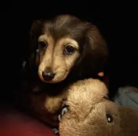 Moses, a male Miniature Dachshund for sale in Hooks, TX – 4 of 7